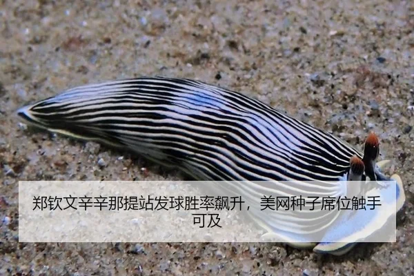 郑钦文辛辛那提站发球胜率飙升，美网种子席位触手可及